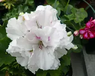 P1050195 Edelgeranie einzelbluete.webp