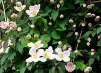 IMG_0450-002.webp