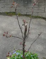 Apfel Hund.webp