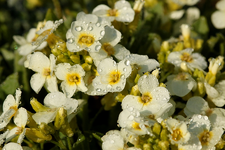 Moossteinbrech_weiss_Morgentau_Tropfen_makro1.webp