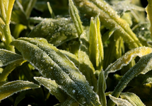Phlox_grün_Eiskristalle_Frost_makro1_800.webp