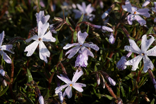 Polsterphlox_bleu_Morgentau_Tropfen_makro1_800.webp