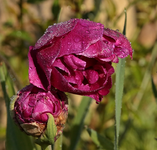 Tulpe_lila_Tropfen_makro1_800.webp