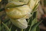 Tulpe_weiss_grün_Tropfen_Tau_makro2_900.JPG