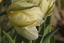Tulpe_weiss_grün_Tropfen_Tau_makro2_900.webp