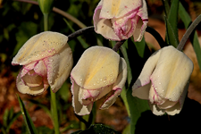 Tulpe_weiss_pink gestrichelt_Tropfen_Tau_makro2_900.webp