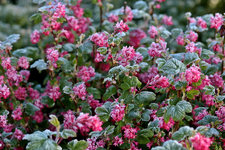 Zierjohannisbeer_pink_grün_blüht_Nachtfrost1_900.webp