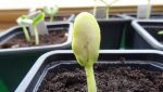 DSC02520.jpg