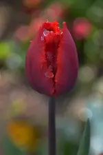 DSC_1191a.webp