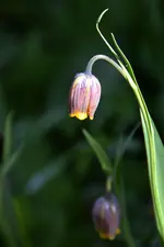 DSC_1235.webp