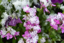 DSC_1182.webp