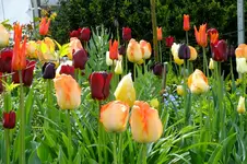 2016_04243april20160054.webp