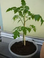 2016-04-26 06.20.03.webp