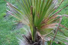 SAM_1087.webp
