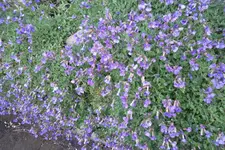 SAM_1088.webp