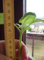 51cm.webp