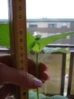 46cm.jpg