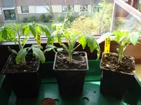 Tomaten.webp