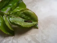 Rosenschädling.webp