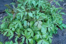 SAM_1089.webp