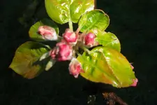 SAM_1099.webp