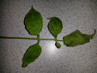 20160423_144028.webp
