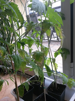 2016-04-28 10.25.34.webp