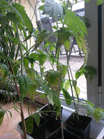 20160428_102534.webp