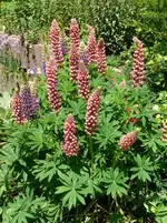 Blumen Lupinen.webp