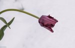 IMG_8358.jpg