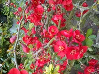 DSC03031.webp