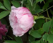 Baumphäonie (1)a.webp