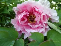 Baumphäonie (2)a.webp