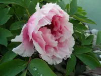 Baumphäonie (3)a.webp