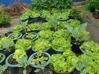 Kopfsalat.webp