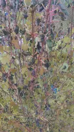 IMAG1791.webp