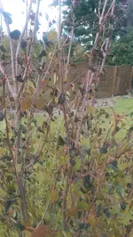 IMAG1793.webp