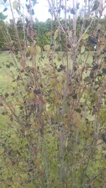 IMAG1795.webp
