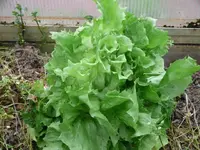 k-P1100026.webp