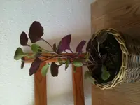 Foto 4.webp