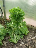 k-P1100290.webp