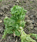 k-P1100294.webp