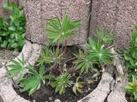 Lupine.webp