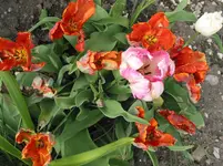 006.webp