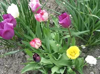 004.webp