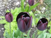 009.webp