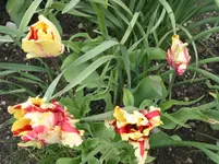 003.webp