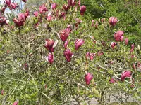 009.webp