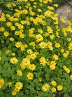 005.webp