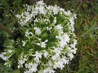 010.webp